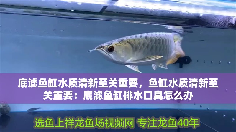 底濾魚缸水質清新至關重要，魚缸水質清新至關重要：底濾魚缸排水口臭怎么辦