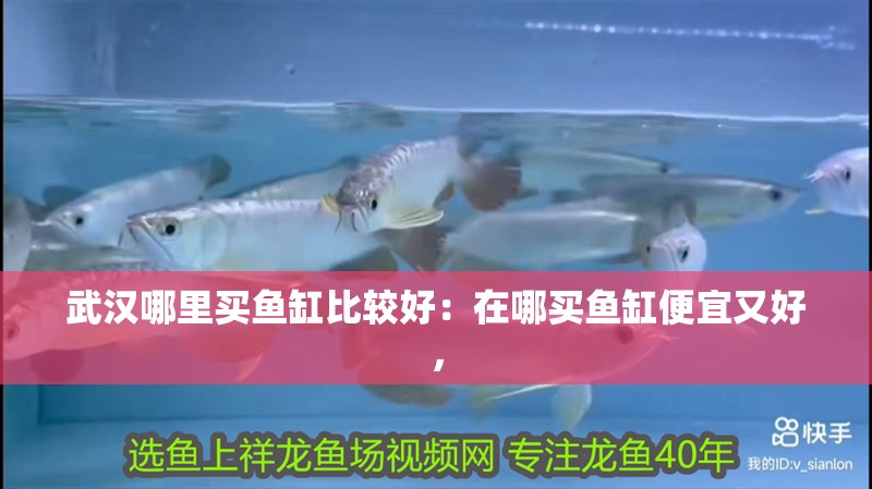 武漢哪里買魚缸比較好：在哪買魚缸便宜又好，