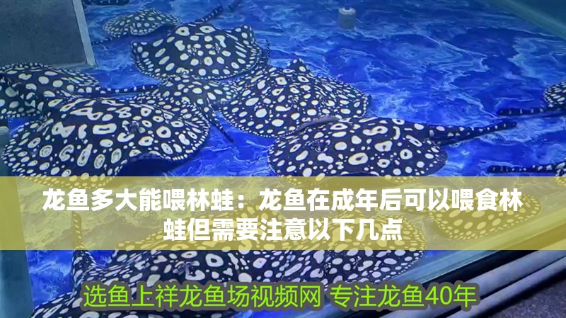 龍魚多大能喂林蛙：龍魚在成年后可以喂食林蛙但需要注意以下幾點