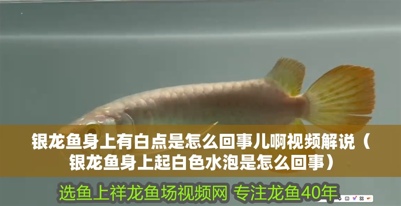 銀龍魚(yú)身上有白點(diǎn)是怎么回事兒啊視頻解說(shuō)（銀龍魚(yú)身上起白色水泡是怎么回事）