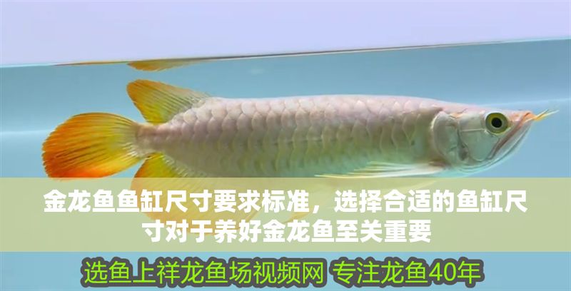 金龍魚魚缸尺寸要求標準，選擇合適的魚缸尺寸對于養好金龍魚至關重要