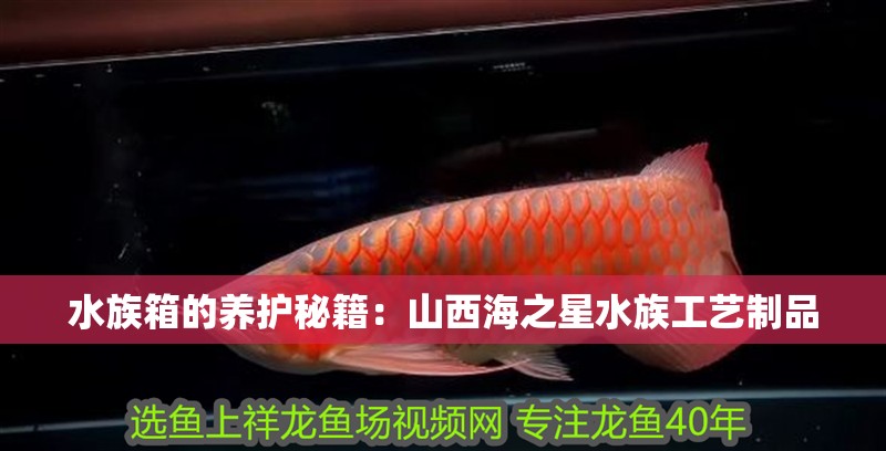 水族箱的養(yǎng)護(hù)秘籍：山西海之星水族工藝制品