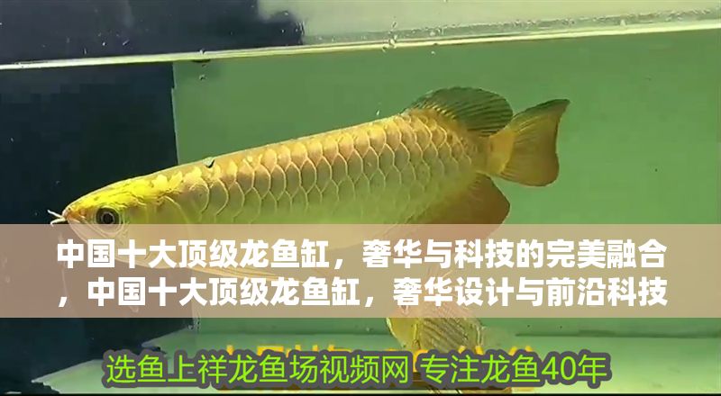 中國十大頂級龍魚缸，奢華與科技的完美融合，中國十大頂級龍魚缸，奢華設(shè)計與前沿科技的極致結(jié)合