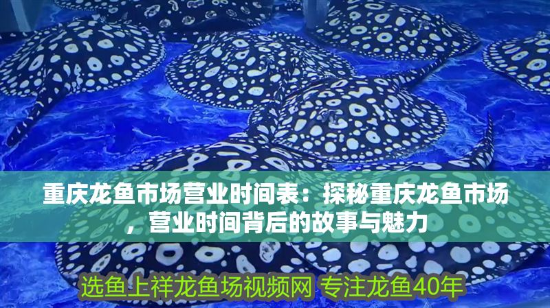 重慶龍魚市場營業時間表：探秘重慶龍魚市場，營業時間背后的故事與魅力