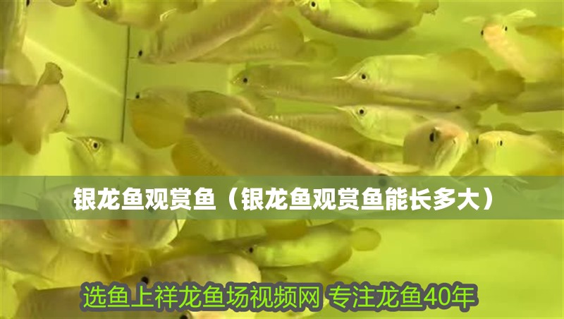 銀龍魚觀賞魚（銀龍魚觀賞魚能長多大） 銀龍魚觀賞魚（銀龍魚觀賞魚能長多大） 銀龍魚百科