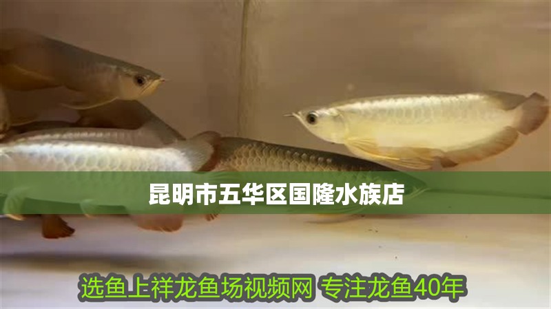 昆明市五華區(qū)國隆水族店 昆明市五華區(qū)國隆水族店 全國水族館企業(yè)名錄
