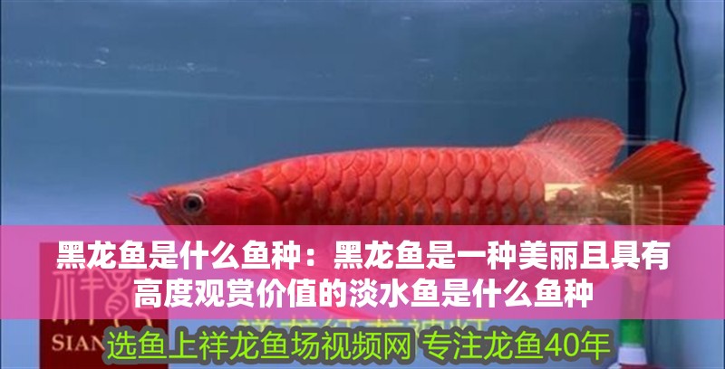 黑龍魚是什么魚種：黑龍魚是一種美麗且具有高度觀賞價值的淡水魚是什么魚種