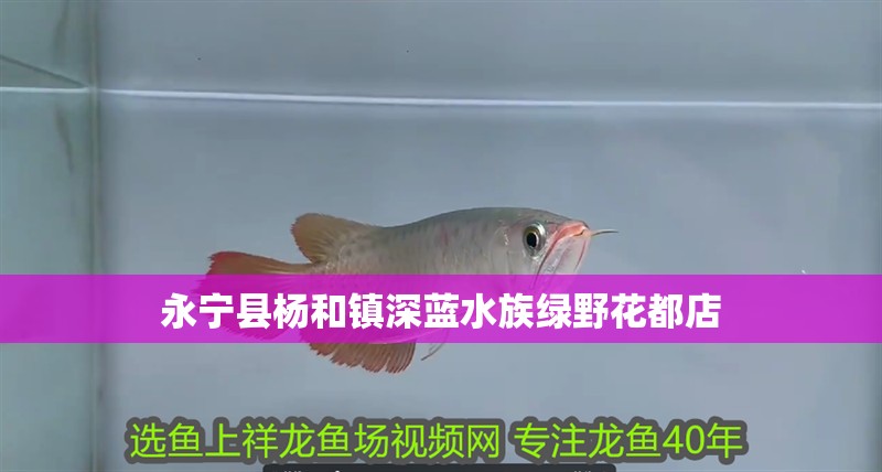 永寧縣楊和鎮深藍水族綠野花都店