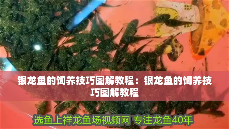 銀龍魚的飼養(yǎng)技巧圖解教程：銀龍魚的飼養(yǎng)技巧圖解教程