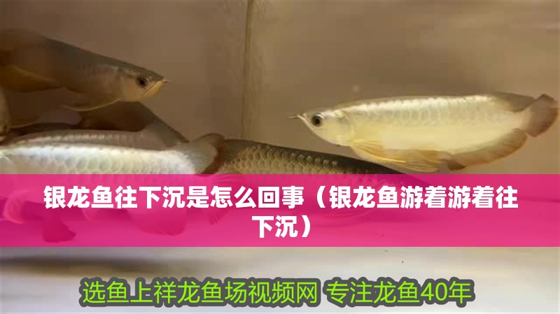 銀龍魚往下沉是怎么回事（銀龍魚游著游著往下沉）