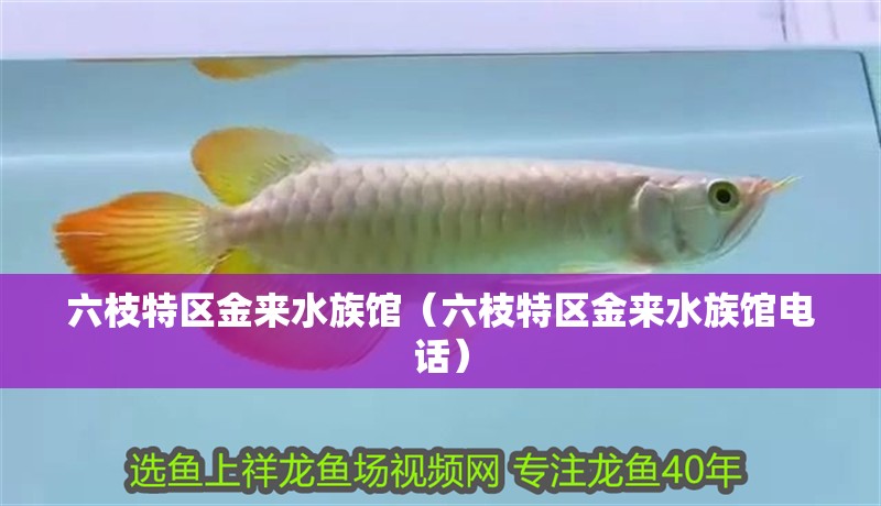 <strong><mark>六枝</mark></strong>特區(qū)金來(lái)水族館（<strong><mark>六枝</mark></strong>特區(qū)金來(lái)水族館電話）