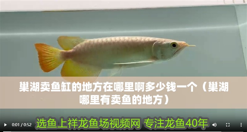 巢湖賣魚缸的地方在哪里啊多少錢一個（巢湖哪里有賣魚的地方）