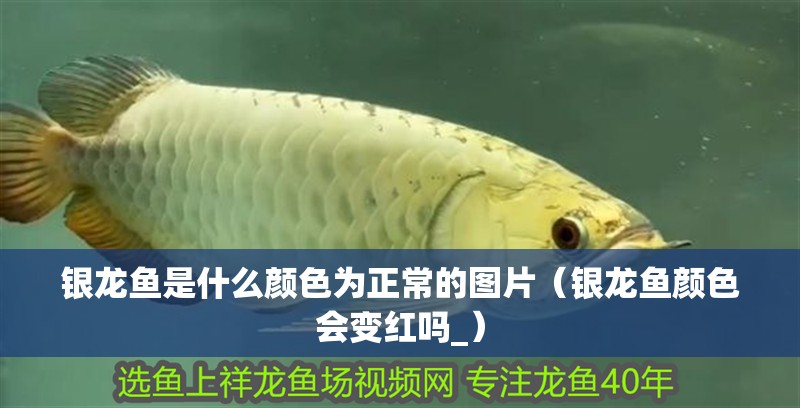 銀龍魚(yú)是什么顏色為正常的圖片（銀龍魚(yú)顏色會(huì)變紅嗎_）