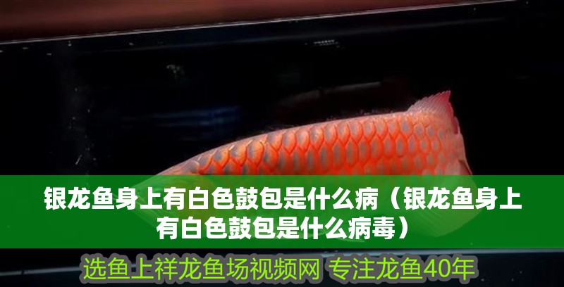 銀龍魚身上有白色鼓包是什么病（銀龍魚身上有白色鼓包是什么病毒）