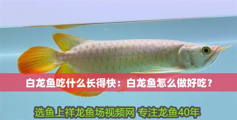 白龍魚吃什么長得快：白龍魚怎么做好吃？