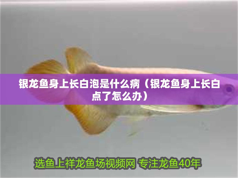 銀龍魚(yú)身上長(zhǎng)白泡是什么病（銀龍魚(yú)身上長(zhǎng)白點(diǎn)了怎么辦） 銀龍魚(yú)身上長(zhǎng)白泡是什么病（銀龍魚(yú)身上長(zhǎng)白點(diǎn)了怎么辦） 銀龍魚(yú)百科