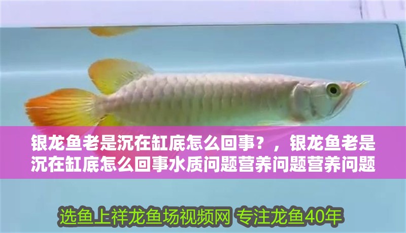 銀龍魚老是沉在缸底怎么回事？，銀龍魚老是沉在缸底怎么回事水質問題營養問題營養問題