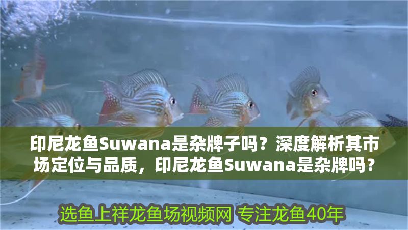 印尼龍魚Suwana是雜牌子嗎？深度解析其市場定位與品質，印尼龍魚Suwana是雜牌嗎？市場定位與品質全面解析
