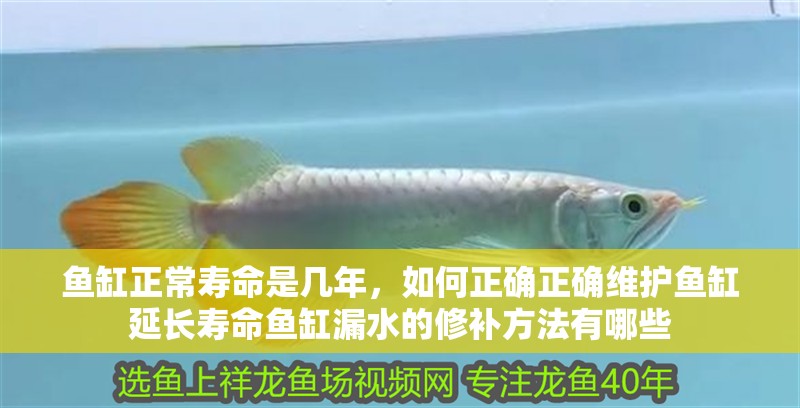 魚缸正常壽命是幾年，如何正確正確維護(hù)魚缸延長壽命魚缸漏水的修補(bǔ)方法有哪些
