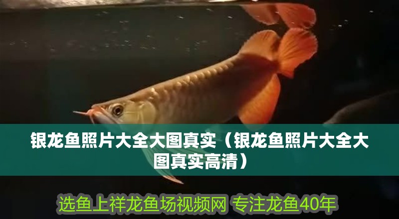 銀龍魚照片大全大圖真實（銀龍魚照片大全大圖真實高清）