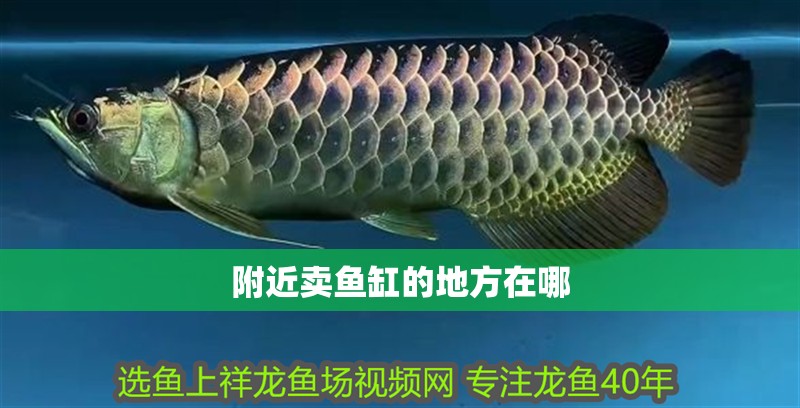 附近賣魚缸的地方在哪
