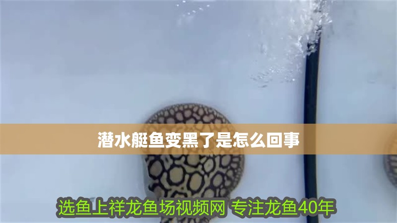 魚缸用增氧泵價格是多少:魚缸增氧機-xtrac增氧機-xtrac增氧機 潛水艇魚變黑了是怎么回事 龍魚論壇 潛水艇魚變黑了是怎么回事 潛水艇魚變黑了是怎么回事 龍魚論壇