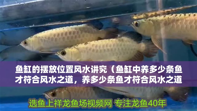 魚缸的擺放位置風水講究（魚缸中養多少條魚才符合風水之道，養多少條魚才符合風水之道）
