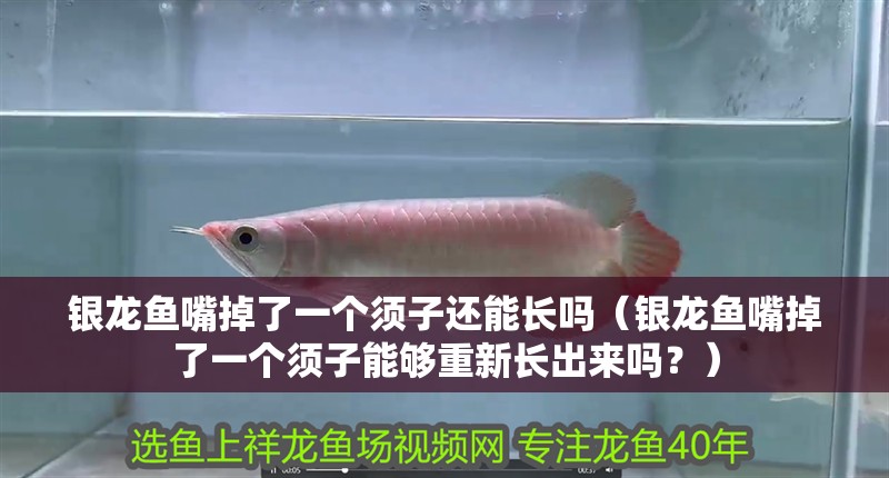銀龍魚嘴掉了一個(gè)須子還能長(zhǎng)嗎（銀龍魚嘴掉了一個(gè)須子能夠重新長(zhǎng)出來(lái)嗎？） 銀龍魚嘴掉了一個(gè)須子還能長(zhǎng)嗎（銀龍魚嘴掉了一個(gè)須子能夠重新長(zhǎng)出來(lái)嗎？） 龍魚百科