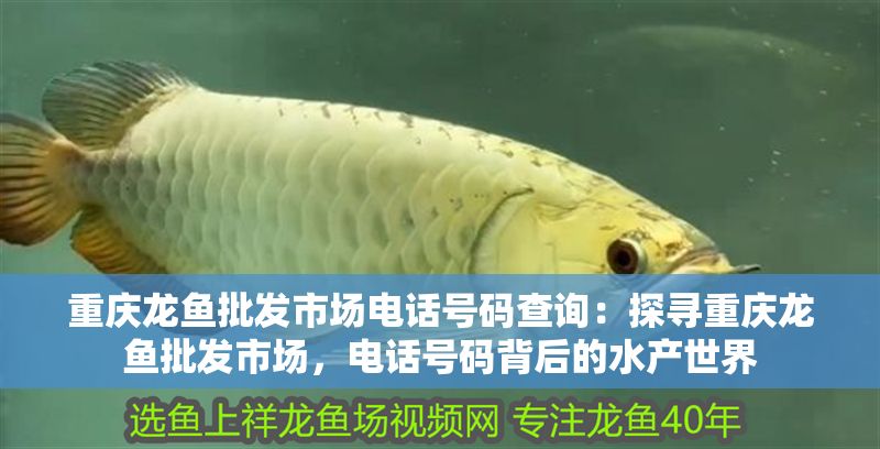 重慶龍魚批發市場電話號碼查詢：探尋重慶龍魚批發市場，電話號碼背后的水產世界
