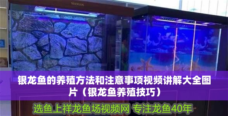 銀龍魚的養殖方法和注意事項視頻講解大全圖片（銀龍魚養殖技巧）