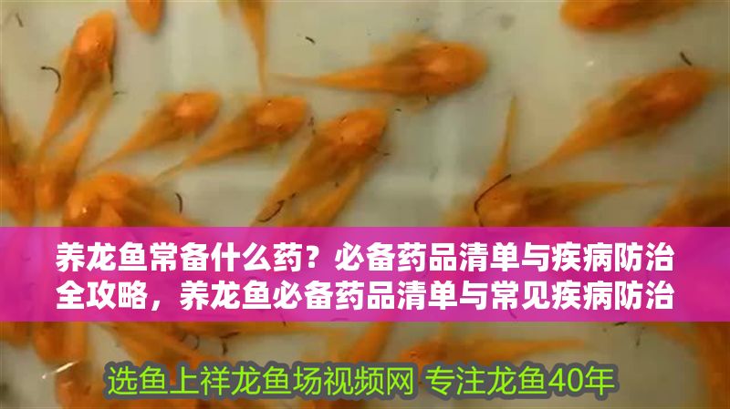 養龍魚常備什么藥？必備藥品清單與疾病防治全攻略，養龍魚必備藥品清單與常見疾病防治全攻略