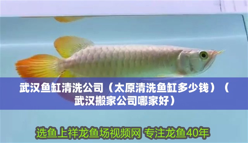 武漢魚缸清洗公司（太原清洗魚缸多少錢）（武漢搬家公司哪家好）