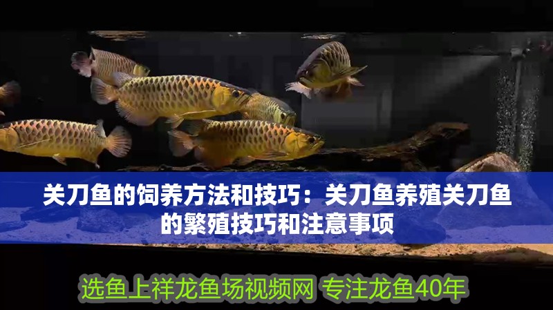 關刀魚的飼養方法和技巧：關刀魚養殖關刀魚的繁殖技巧和注意事項
