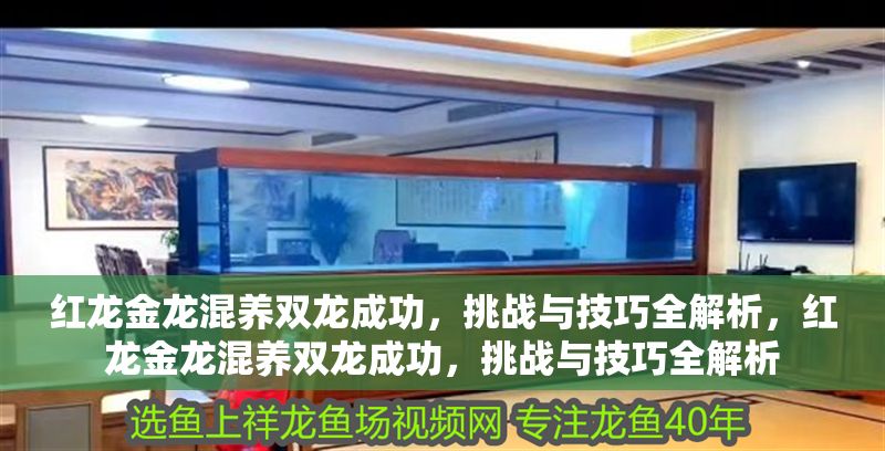 紅龍金龍混養雙龍成功，挑戰與技巧全解析，紅龍金龍混養雙龍成功，挑戰與技巧全解析