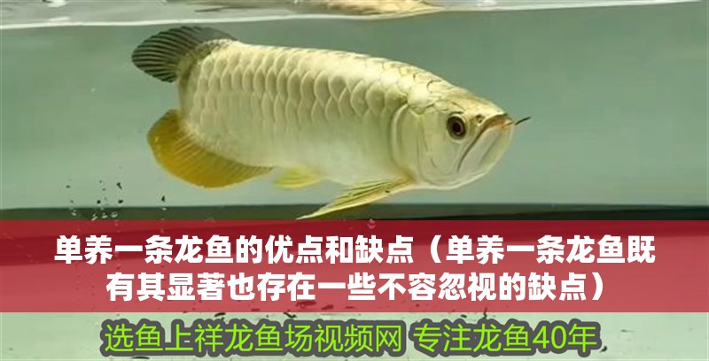 龍魚(yú)干蝦有營(yíng)養(yǎng)嗎 單養(yǎng)一條龍魚(yú)的優(yōu)點(diǎn)和缺點(diǎn)(單養(yǎng)一條龍魚(yú)既有其顯著也存在一些不容忽視的缺點(diǎn)) 龍魚(yú)百科 單養(yǎng)一條龍魚(yú)的優(yōu)點(diǎn)和缺點(diǎn)(單養(yǎng)一條龍魚(yú)既有其顯著也存在一些不容忽視的缺點(diǎn)) 單養(yǎng)一條龍魚(yú)的優(yōu)點(diǎn)和缺點(diǎn)(單養(yǎng)一條龍魚(yú)既有其顯著也存在一些不容忽視的缺點(diǎn)) 龍魚(yú)百科