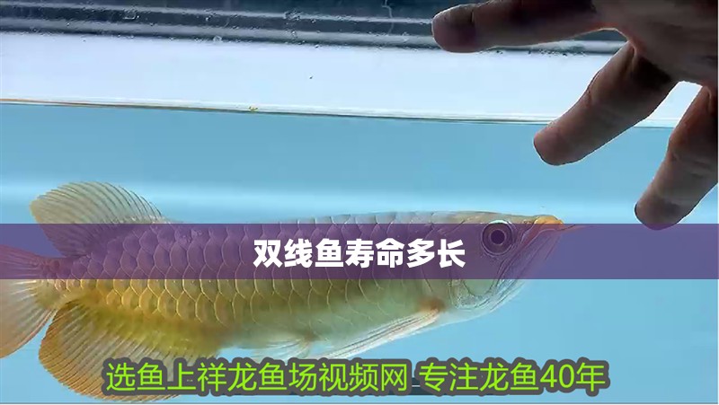 雙線魚壽命多長
