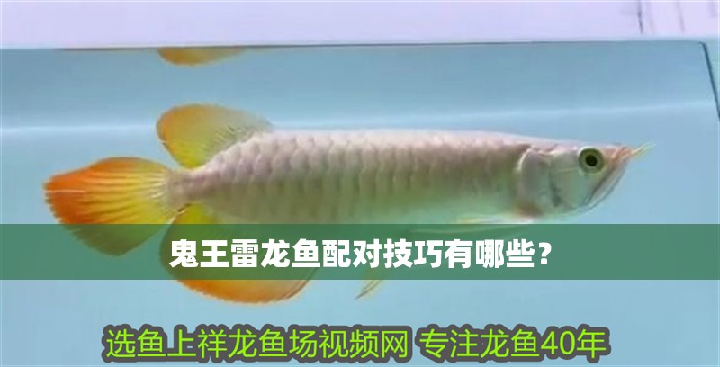 魚缸用增氧泵價格是多少:魚缸增氧機-xtrac增氧機-xtrac增氧機 鬼王雷龍魚配對技巧有哪些? 龍魚論壇 鬼王雷龍魚配對技巧有哪些? 鬼王雷龍魚配對技巧有哪些? 龍魚論壇