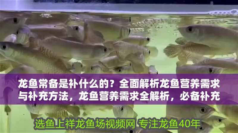 龍魚常備是補什么的？全面解析龍魚營養(yǎng)需求與補充方法，龍魚營養(yǎng)需求全解析，必備補充品及科學(xué)喂養(yǎng)指南