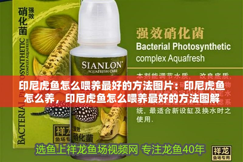 印尼虎魚怎么喂養(yǎng)最好的方法圖片：印尼虎魚怎么養(yǎng)，印尼虎魚怎么喂養(yǎng)最好的方法圖解