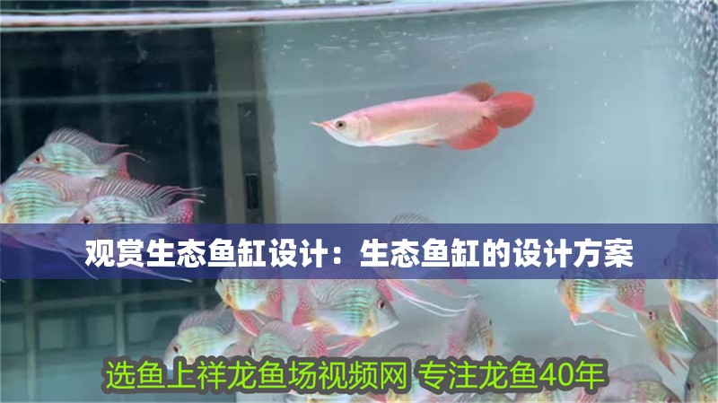 觀賞生態魚缸設計：生態魚缸的設計方案