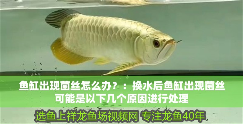 魚缸出現菌絲怎么辦？：換水后魚缸出現菌絲可能是以下幾個原因進行處理