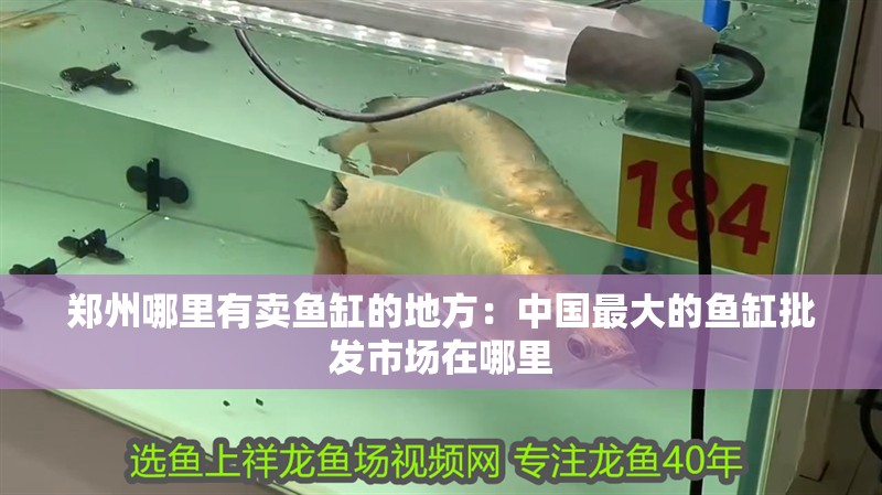 鄭州哪里有賣魚缸的地方：中國最大的魚缸批發市場在哪里