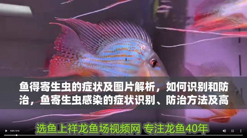 魚得寄生蟲的癥狀及圖片解析,如何識別和防治,魚寄生蟲感染的癥狀識別、防治方法及高清圖片解析 龍魚常見疾病 第1張 魚得寄生蟲的癥狀及圖片解析,如何識別和防治,魚寄生蟲感染的癥狀識別、防治方法及高清圖片解析 魚得寄生蟲的癥狀及圖片解析,如何識別和防治,魚寄生蟲感染的癥狀識別、防治方法及高清圖片解析 龍魚常見疾病 第1張