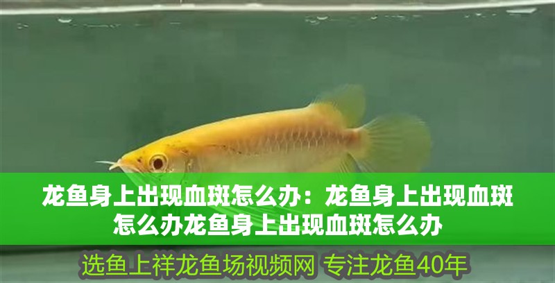 魚缸用增氧泵價格是多少:魚缸增氧機-xtrac增氧機-xtrac增氧機 龍魚身上出現血斑怎么辦:龍魚身上出現血斑怎么辦龍魚身上出現血斑怎么辦 龍魚百科 龍魚身上出現血斑怎么辦:龍魚身上出現血斑怎么辦龍魚身上出現血斑怎么辦 龍魚身上出現血斑怎么辦:龍魚身上出現血斑怎么辦龍魚身上出現血斑怎么辦 龍魚百科