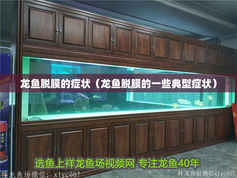 龍魚脫膜的癥狀（龍魚脫膜的一些典型癥狀） 龍魚脫膜的癥狀（龍魚脫膜的一些典型癥狀） 龍魚百科