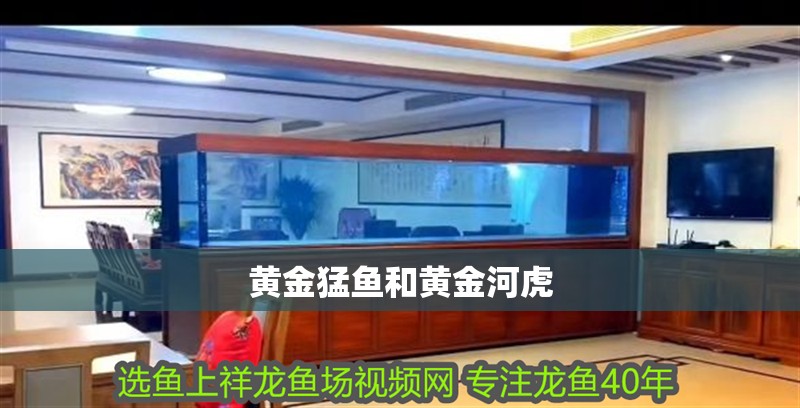 黃金猛魚和黃金河虎