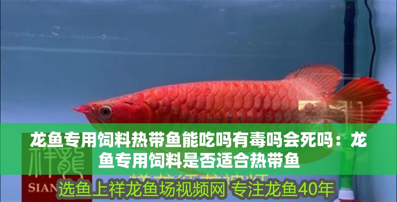 龍魚專用飼料熱帶魚能吃嗎有毒嗎會死嗎：龍魚專用飼料是否適合熱帶魚