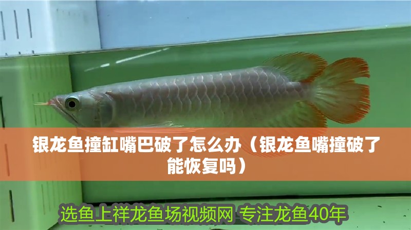 銀龍魚撞缸嘴巴破了怎么辦（銀龍魚嘴撞破了能恢復嗎）