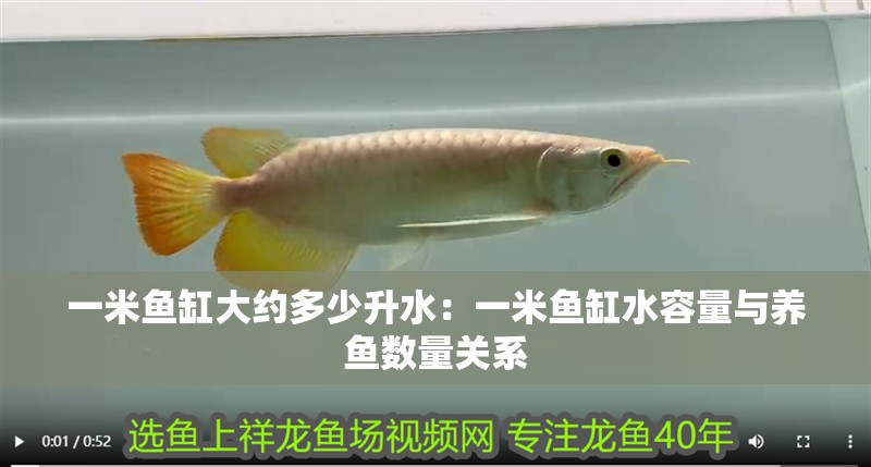 一米魚缸大約多少升水：一米魚缸水容量與養魚數量關系