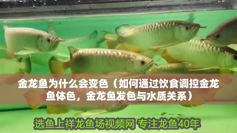 金龍魚為什么會變色（如何通過飲食調控金龍魚體色，金龍魚發色與水質關系）
